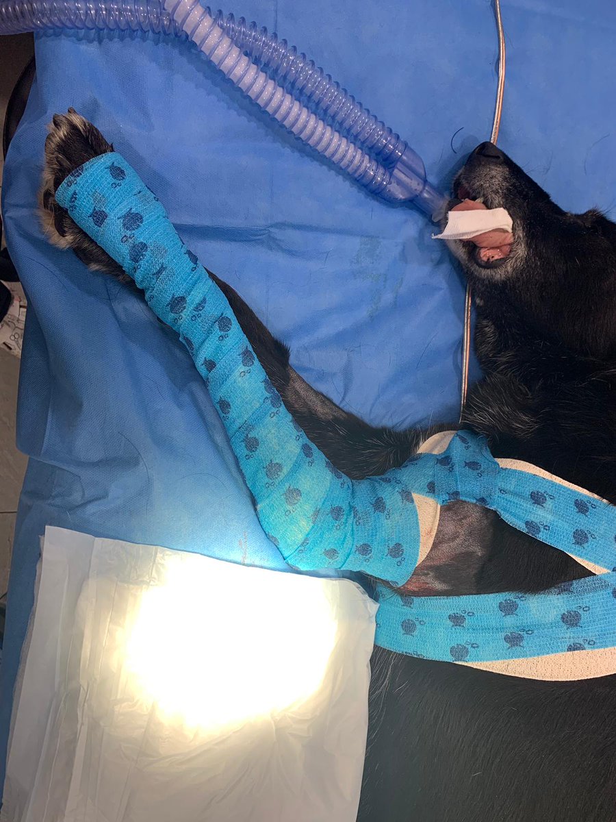 Maca no puede esperar más, x favor una acogida para ella! Serán solo unos días 🙏 #operacion #ACOGIDA #Benecane #AdoptaNoCompres