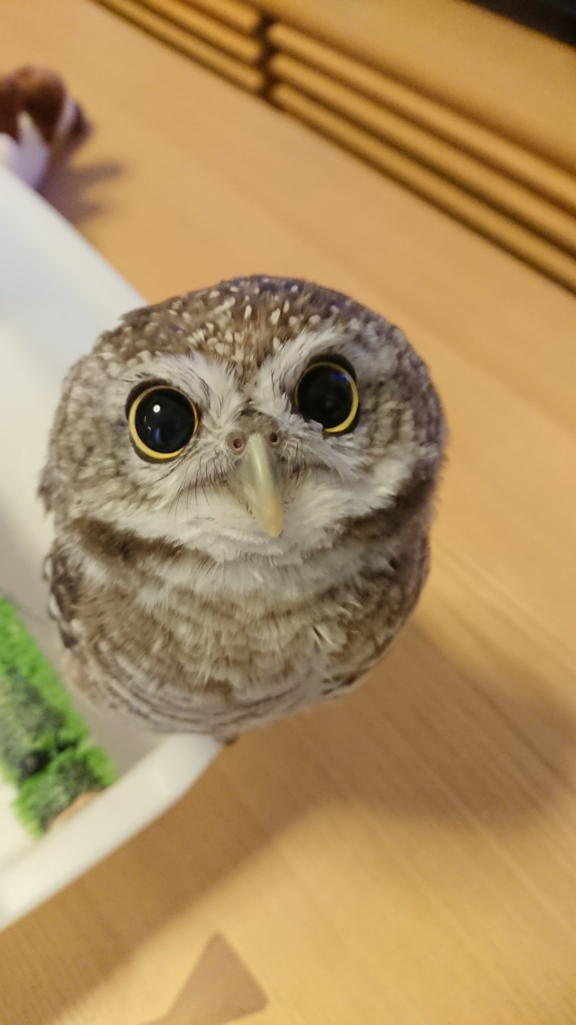 すず ちびフクロウ かわいい猛禽 かわいい子たちが続いてくれると嬉しいなぁ 今朝の黒目ちゃん てんチャン フクロウ インドコキンメフクロウ すず ちびフクロウ かわいい猛禽 かわいい子たちが続いてくれると嬉しいなぁ 今朝の黒目ちゃん てんチャン フクロウ インドコキンメフクロウ