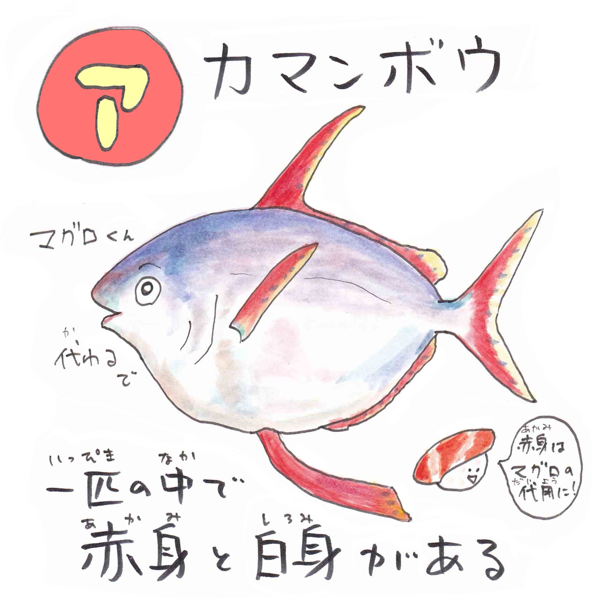 さかなのおにいさん かわちゃん カ カエルアンコウ 胸ヒレでテクテク歩くおさかな 頭に生えた疑似餌 エスカ で小魚 を釣ってパクリ 釣りをする魚なんです あいうえおさかな ダイビング T Co Jvdrtmn0sq Twitter