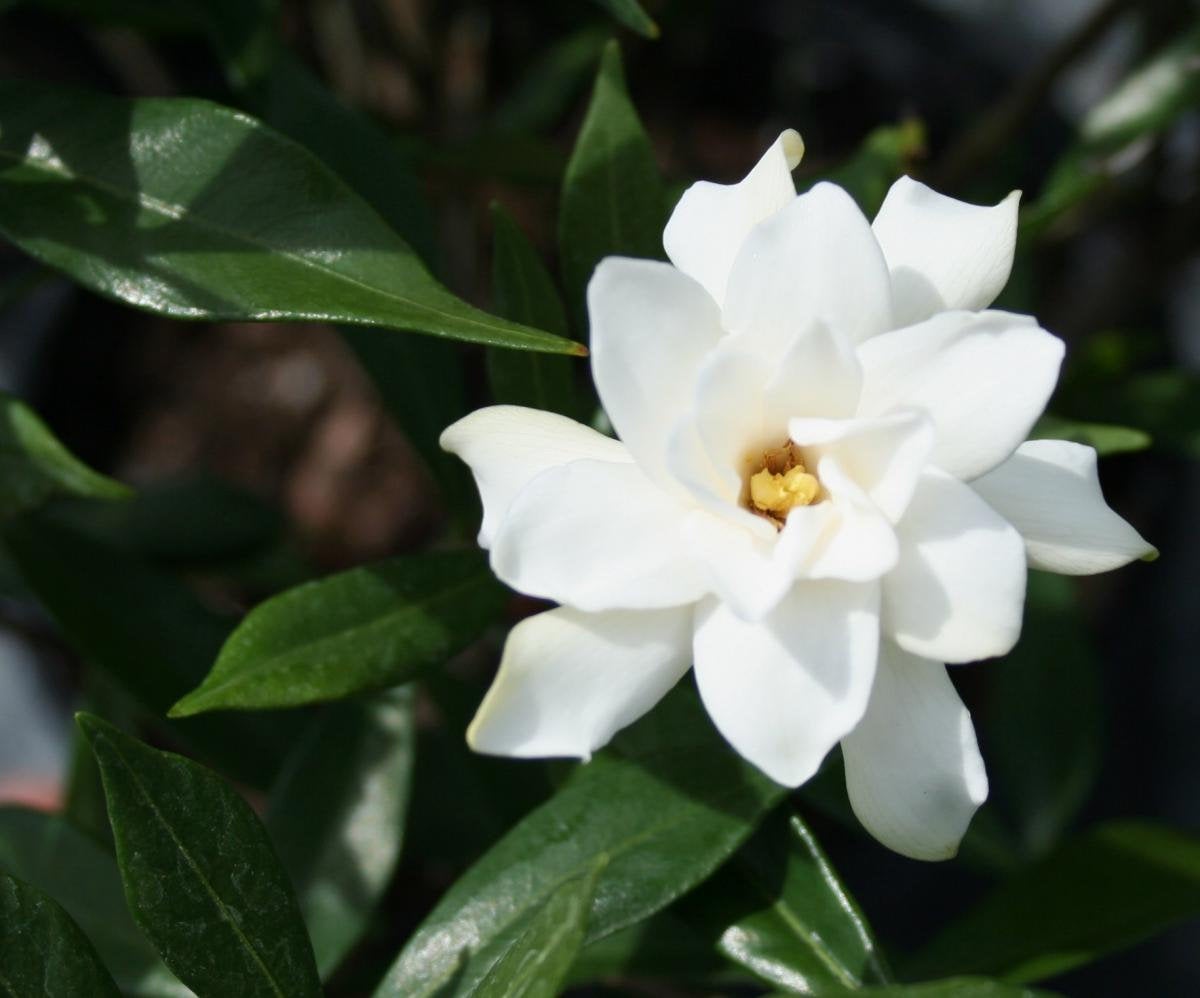 Excited to share the latest addition to my #etsy shop: Frost Proof Gardenia etsy.me/2YFByKT #supplies #terrariums #plants #landscaping #gardening #perennials #rootedcuttings #terrarium #borderplant