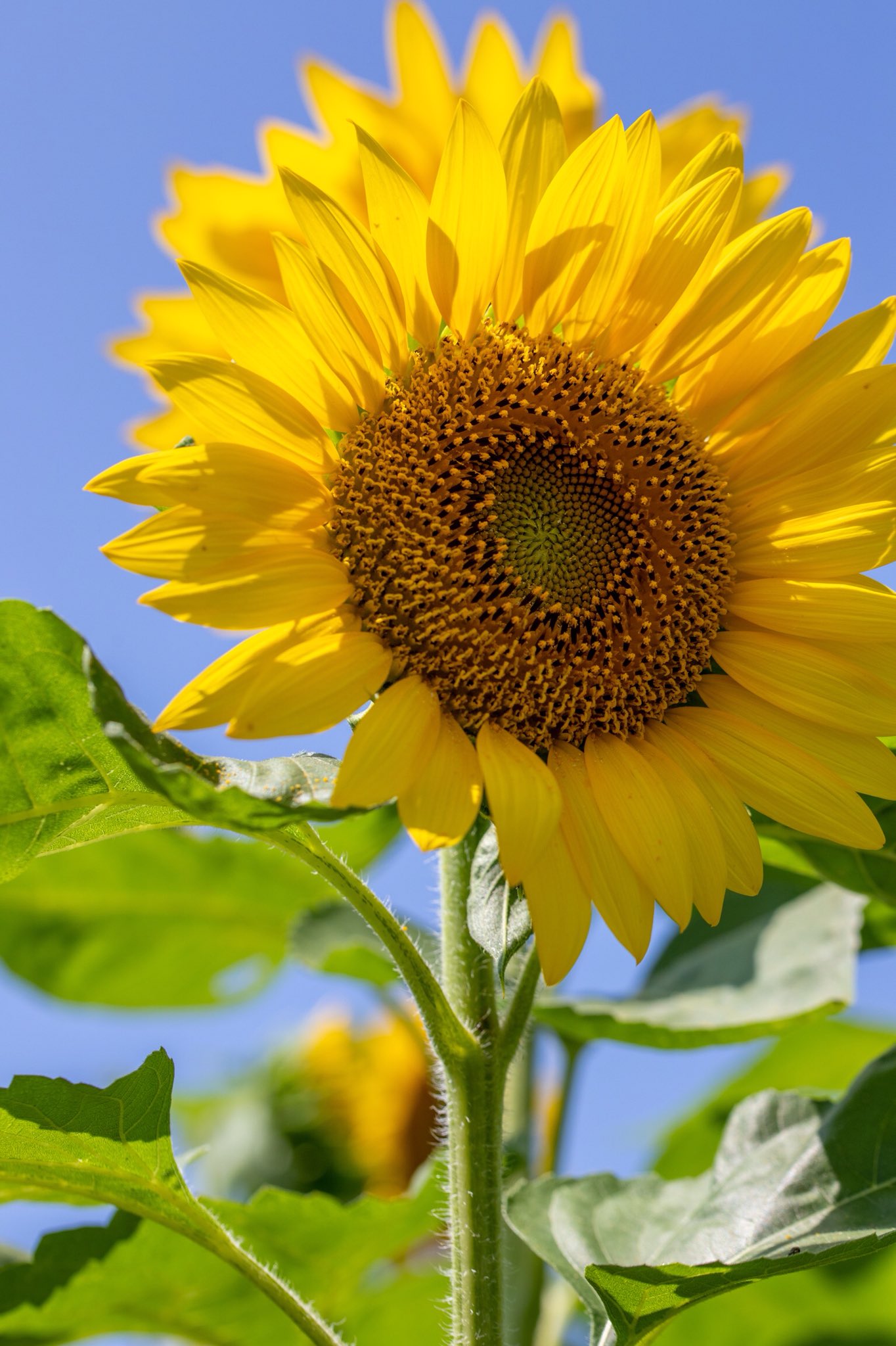キャンフォト Sur Twitter 畑の太陽 ひまわりって太陽みたいな形で 夏の花 って感じですよね Eos6dmarkii ファインダー越しの私の世界 東京カメラ部 Photography Photo 夏 花 ひまわり マクロ T Co 2uhrc1hqqn Twitter
