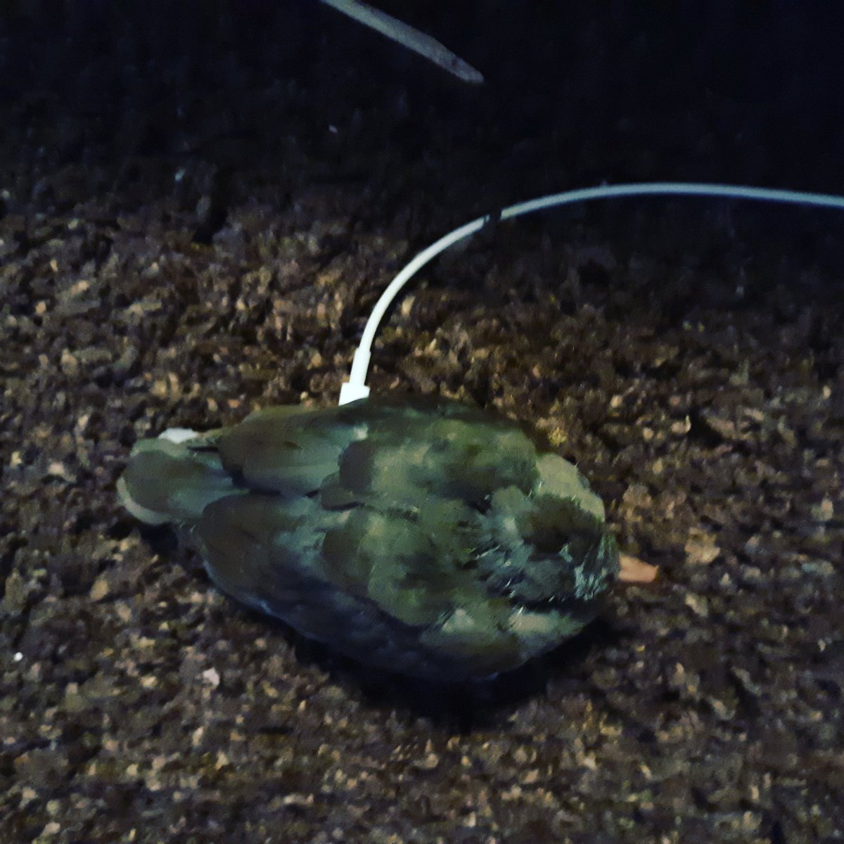 Anthony61029288's tweet photo. Just charging my pigeon https://t.co/NkeBrJuwWy