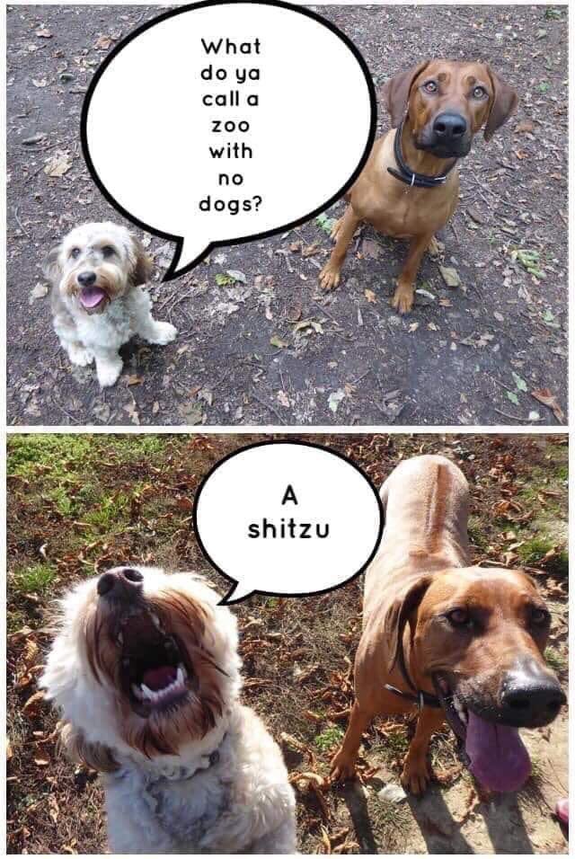 🤣😂💙🖤💙🐾🐾<a href="/K9Rebbel/">Rebbel</a> @FloridaSunJon <a href="/JohnLaulis/">John Laulis</a> <a href="/memechell83/">❌❌🇺🇸Michelle🇺🇸❌❌</a> <a href="/Christina_Roof/">Christina M. Roof</a> <a href="/LivePDK9/">Barclay & Gus’s K9 Fanpage</a> <a href="/4thelilones/">*Jayne*</a> @lilmscass <a href="/PamD63/">Pamela Dills 🇺🇸</a> <a href="/LivePDNation/">Benny</a> @Rt2BHopeful <a href="/ReginsJuen/">Regina</a>