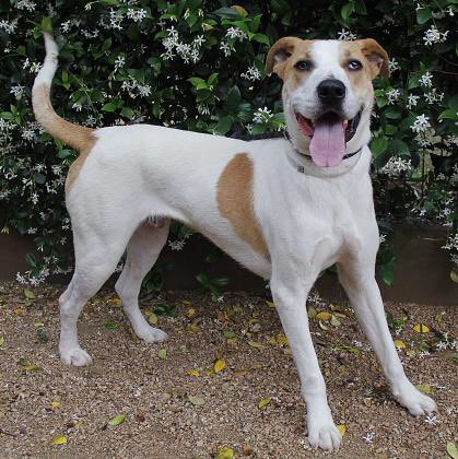HoustonHumane's tweet photo. Grateful β₯οΈ for companies like @FrontierUtilities who truly care for the wellbeing of our animals. They are sponsoring adoptions fees for: Chips, Gauge, Kitty Bee, Tucker and Rocky, pics feat. below! π π #adopt #houstonadoptions #shelteranimals https://t.co/uSd4y7AvB1