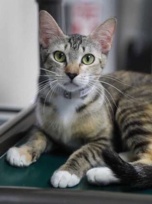 HoustonHumane's tweet photo. Grateful β₯οΈ for companies like @FrontierUtilities who truly care for the wellbeing of our animals. They are sponsoring adoptions fees for: Chips, Gauge, Kitty Bee, Tucker and Rocky, pics feat. below! π π #adopt #houstonadoptions #shelteranimals https://t.co/uSd4y7AvB1