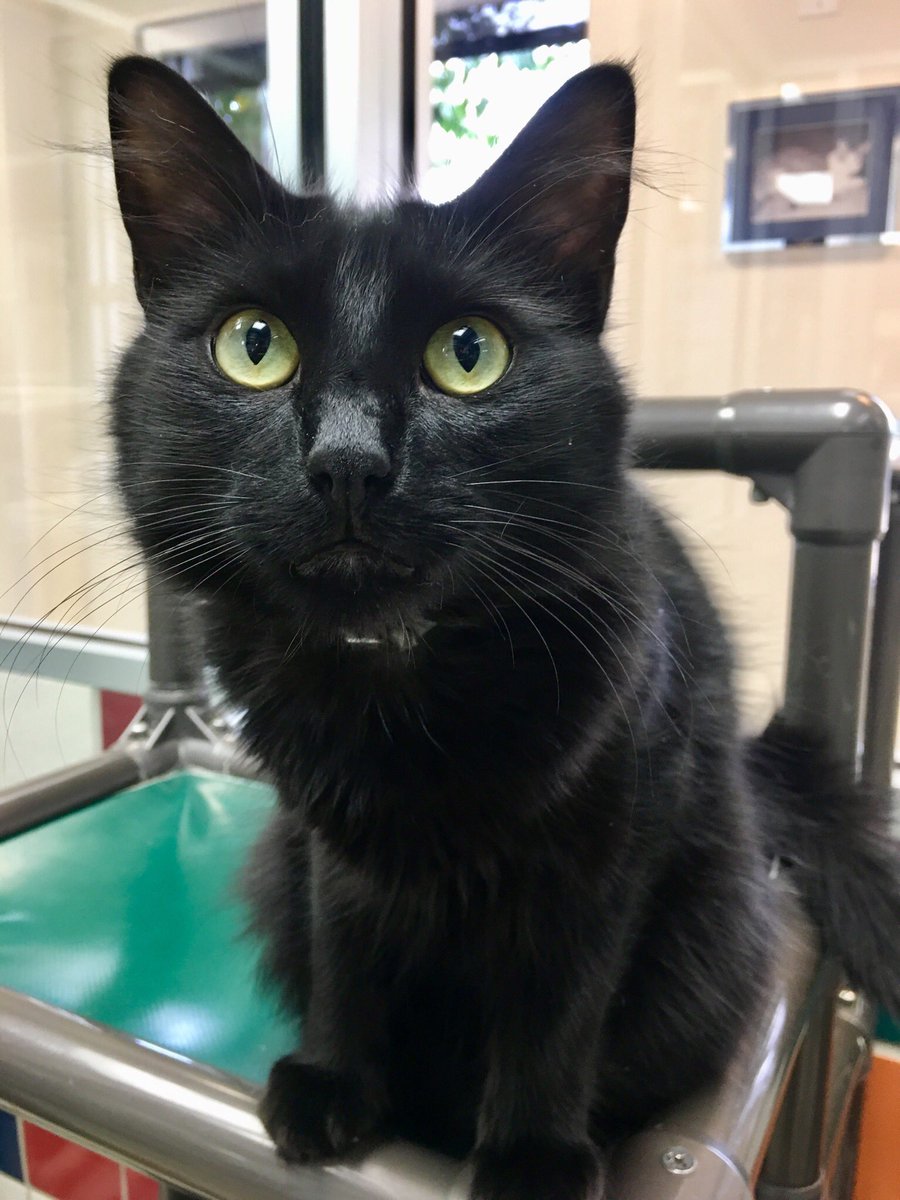 HoustonHumane's tweet photo. Grateful β₯οΈ for companies like @FrontierUtilities who truly care for the wellbeing of our animals. They are sponsoring adoptions fees for: Chips, Gauge, Kitty Bee, Tucker and Rocky, pics feat. below! π π #adopt #houstonadoptions #shelteranimals https://t.co/uSd4y7AvB1