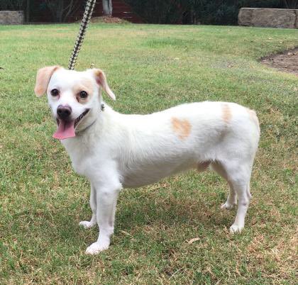 HoustonHumane's tweet photo. Grateful β₯οΈ for companies like @FrontierUtilities who truly care for the wellbeing of our animals. They are sponsoring adoptions fees for: Chips, Gauge, Kitty Bee, Tucker and Rocky, pics feat. below! π π #adopt #houstonadoptions #shelteranimals https://t.co/uSd4y7AvB1