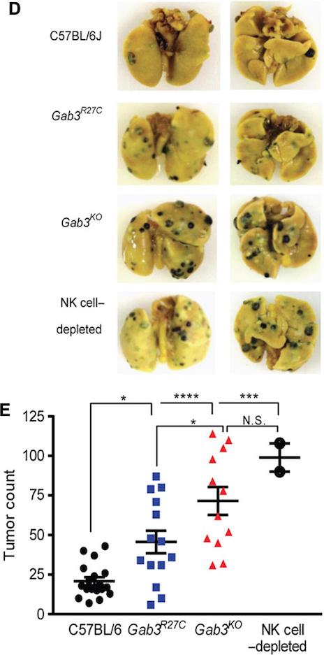 mmw_lmw's tweet photo. #NK_cell Function | Gab3 is required for IL-2– and IL-15–induced NK cell expansion | #antiTumor Responses and limiting trophoblast invasion during #Pregnancy | Kasper Hoebe @JanssenUS @SciImmunology https://t.co/vdovCGEFoj https://t.co/FtMfdMwXex
