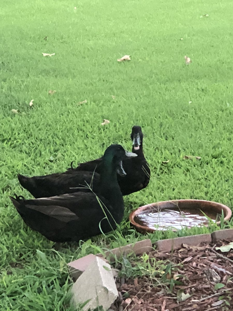 CatronLowell's tweet photo. Water sure tastes good when it is this hot outside.  I wanted to give these ducks a drink that were in our yard. https://t.co/BxRQOTcdHh