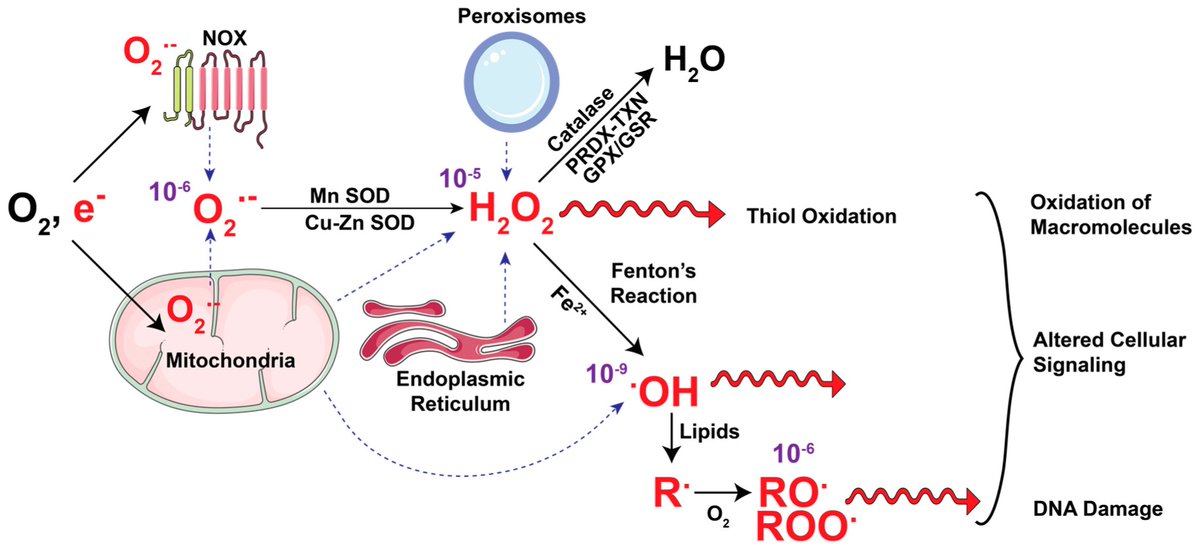 LyssiotisLab's tweet image. We have a new #OpenAccess review @Cancers_MDPI, &quot;Metabolic Regulation of Redox Balance in Cancer&quot;, led by @VineePurohit w/ @MadameSurgeon. We detail how cancer cells upregulate mechanisms that make &amp;amp; quench ROS and vulnerabilities. Plus: pretty figures!😀

mdpi.com/2072-6694/11/7…