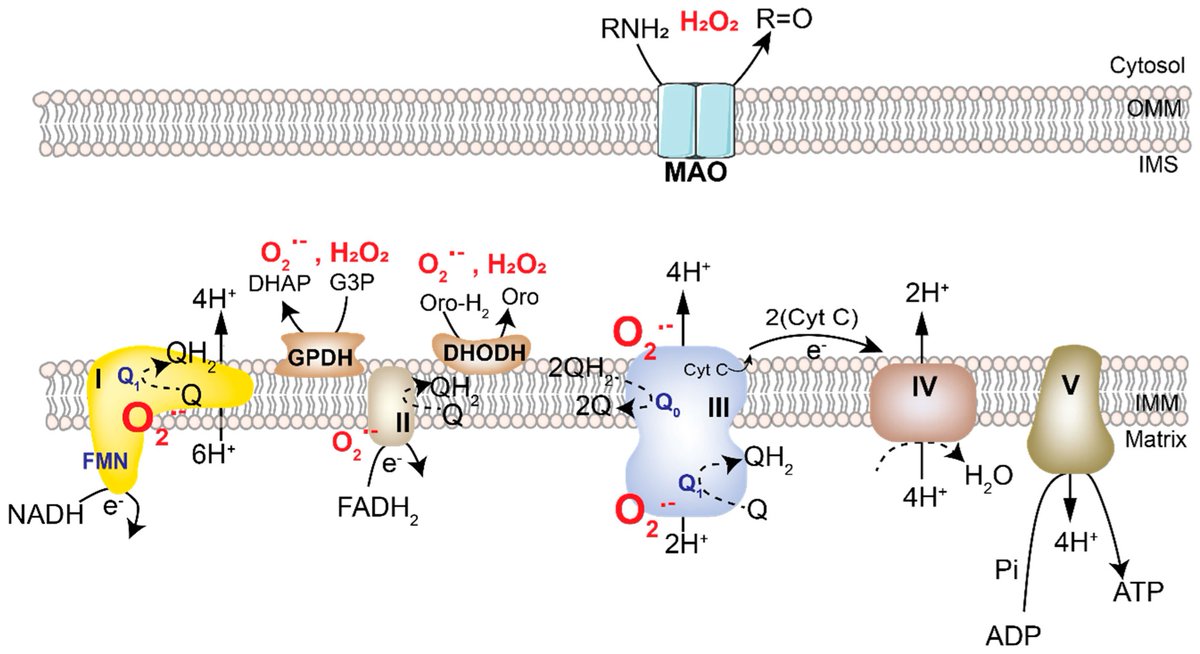 LyssiotisLab's tweet image. We have a new #OpenAccess review @Cancers_MDPI, &quot;Metabolic Regulation of Redox Balance in Cancer&quot;, led by @VineePurohit w/ @MadameSurgeon. We detail how cancer cells upregulate mechanisms that make &amp;amp; quench ROS and vulnerabilities. Plus: pretty figures!😀

mdpi.com/2072-6694/11/7…
