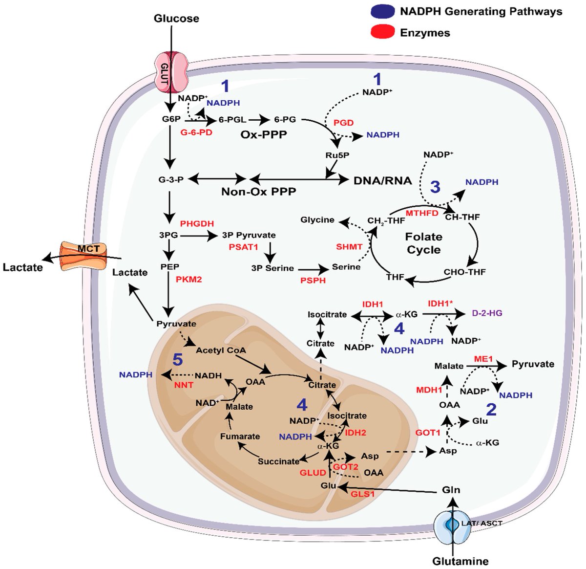 LyssiotisLab's tweet image. We have a new #OpenAccess review @Cancers_MDPI, &quot;Metabolic Regulation of Redox Balance in Cancer&quot;, led by @VineePurohit w/ @MadameSurgeon. We detail how cancer cells upregulate mechanisms that make &amp;amp; quench ROS and vulnerabilities. Plus: pretty figures!😀

mdpi.com/2072-6694/11/7…