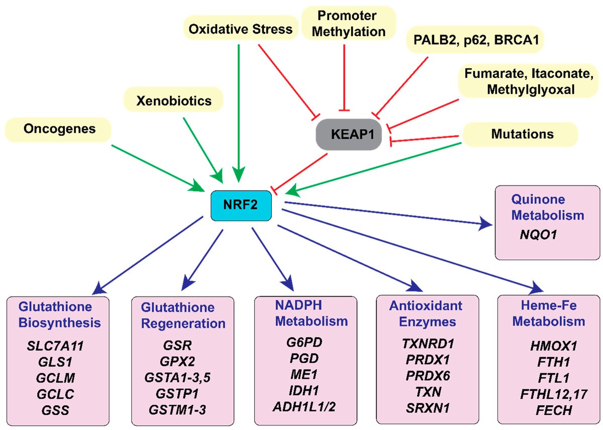 LyssiotisLab's tweet image. We have a new #OpenAccess review @Cancers_MDPI, &quot;Metabolic Regulation of Redox Balance in Cancer&quot;, led by @VineePurohit w/ @MadameSurgeon. We detail how cancer cells upregulate mechanisms that make &amp;amp; quench ROS and vulnerabilities. Plus: pretty figures!😀

mdpi.com/2072-6694/11/7…