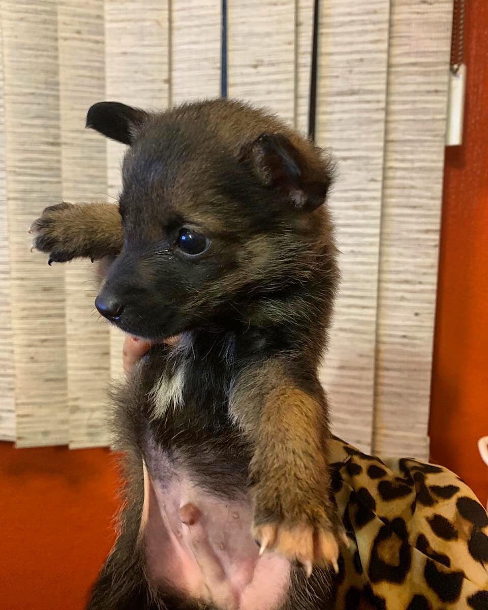 susanagzo's tweet photo. Amigos, no descansemos hasta que estas bellas criaturitas del señor tengan casa. Escríbanme si saben de alguien o quieren adoptar a un pequeñín. (Son talla mediana y ya están vacunados). Y además el 2 se parece al Pumba de la nueva versión de El rey león 😘 https://t.co/xDJMPssiF5