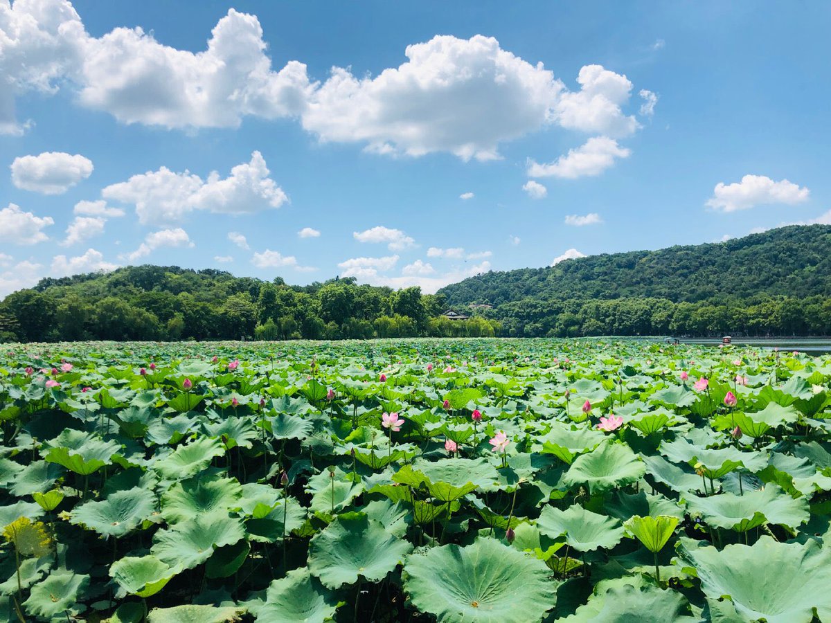 huixuanarchive's tweet photo. 190807 Trainee18-车慧轩 Weibo Update

Look at how pretty these lotus flowers are, they aren’t as pretty as you

#车慧轩 #CheHuixuan https://t.co/a3H82TGEWN
