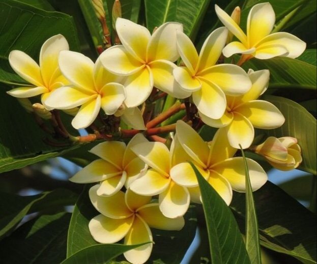 AngelaMariabs20's tweet photo. A beautiful day for everyone

💛💛🍃🌻🌻💛💛🌼🌼🍃💛💛 https://t.co/IcucuUcg73