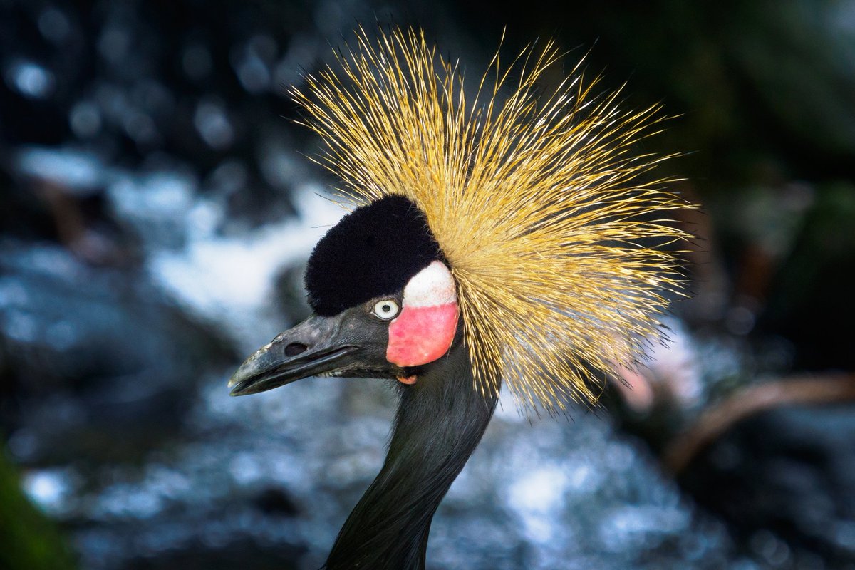 Akira_Hsu's tweet photo. [ カンムリヅル ]

#MC20評測試拍 #動物攝影 #Olympus #PENF #40150pro #MC20 #M43 #Taiwan #Black #Crowned #Crane #台湾 #カンムリヅル #台灣 #黑頸冠鶴 #microfourthirdsgallery #カメラ好きな人と繋がりたい #ファインダー越しの私の世界 #東京カメラ部 https://t.co/5EvgCqgZ33