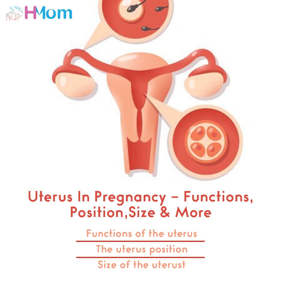 hmomapp's tweet photo. Uterus In Pregnancy – Functions, Position,Size& More | HMom
#pregnancyhormones #umbilicalcord #uterusinpregnancy #uterusposition #firsttrimester #secondtrimester #thirdtrimester #pregnancy #hdoc #hconnect #hmom #healtheoz https://t.co/GH7d9wCOIW