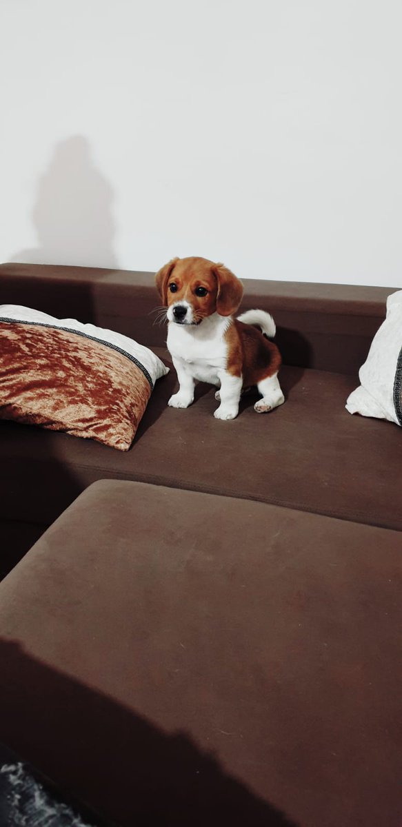 amor_animal015's tweet image. Caso externo :
Nos piden que le encontremos familia... se quedo embarazada y ahora no lo quieren...
Es macho, tiene 4 meses, beagle. Esta en Montijo(Badajoz) pero puede viajar
Contacto:648193980
ADOPTA!!