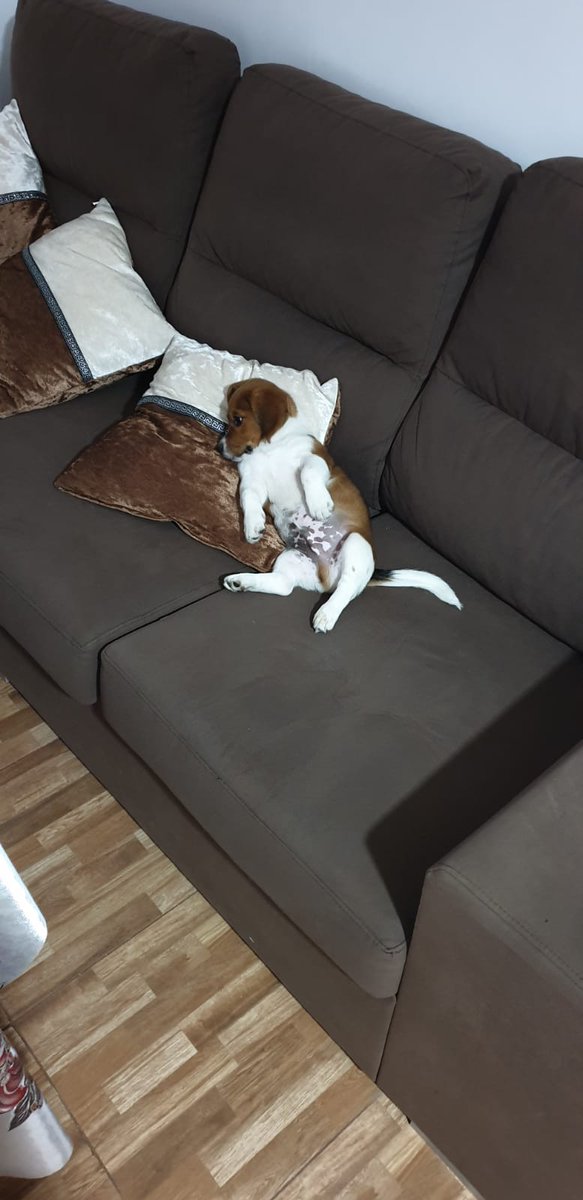 amor_animal015's tweet image. Caso externo :
Nos piden que le encontremos familia... se quedo embarazada y ahora no lo quieren...
Es macho, tiene 4 meses, beagle. Esta en Montijo(Badajoz) pero puede viajar
Contacto:648193980
ADOPTA!!