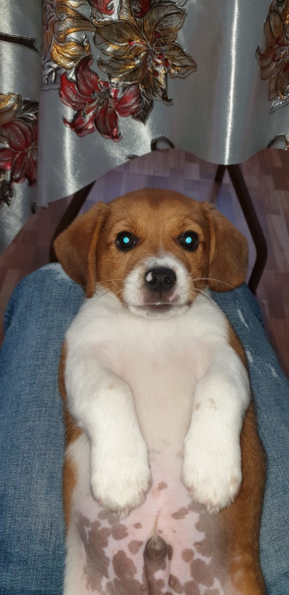 amor_animal015's tweet image. Caso externo :
Nos piden que le encontremos familia... se quedo embarazada y ahora no lo quieren...
Es macho, tiene 4 meses, beagle. Esta en Montijo(Badajoz) pero puede viajar
Contacto:648193980
ADOPTA!!