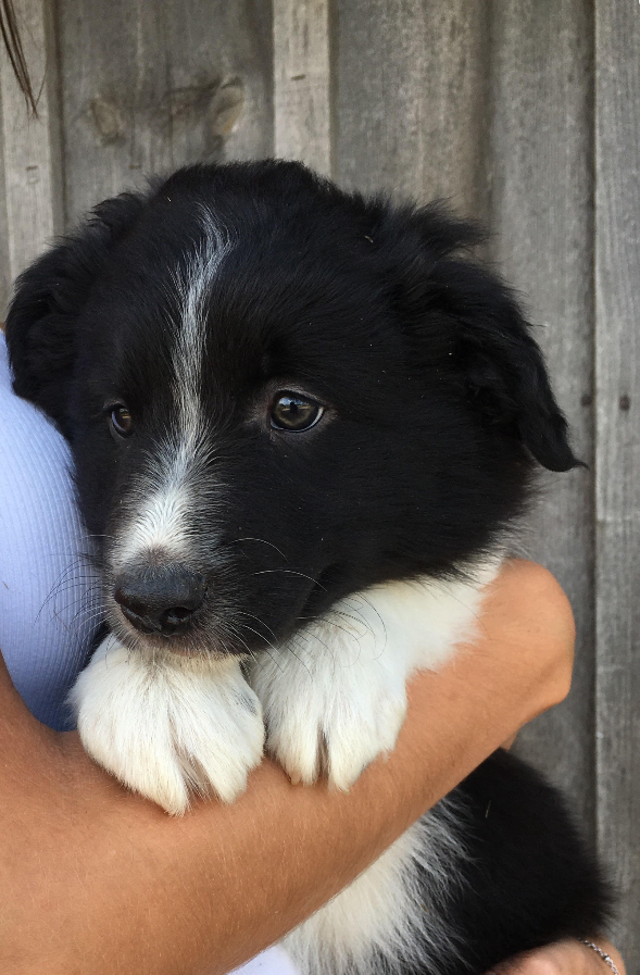 Pamaj's tweet photo. we might have a new family member https://t.co/05KNcK46N0