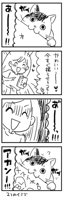 猫あるある 