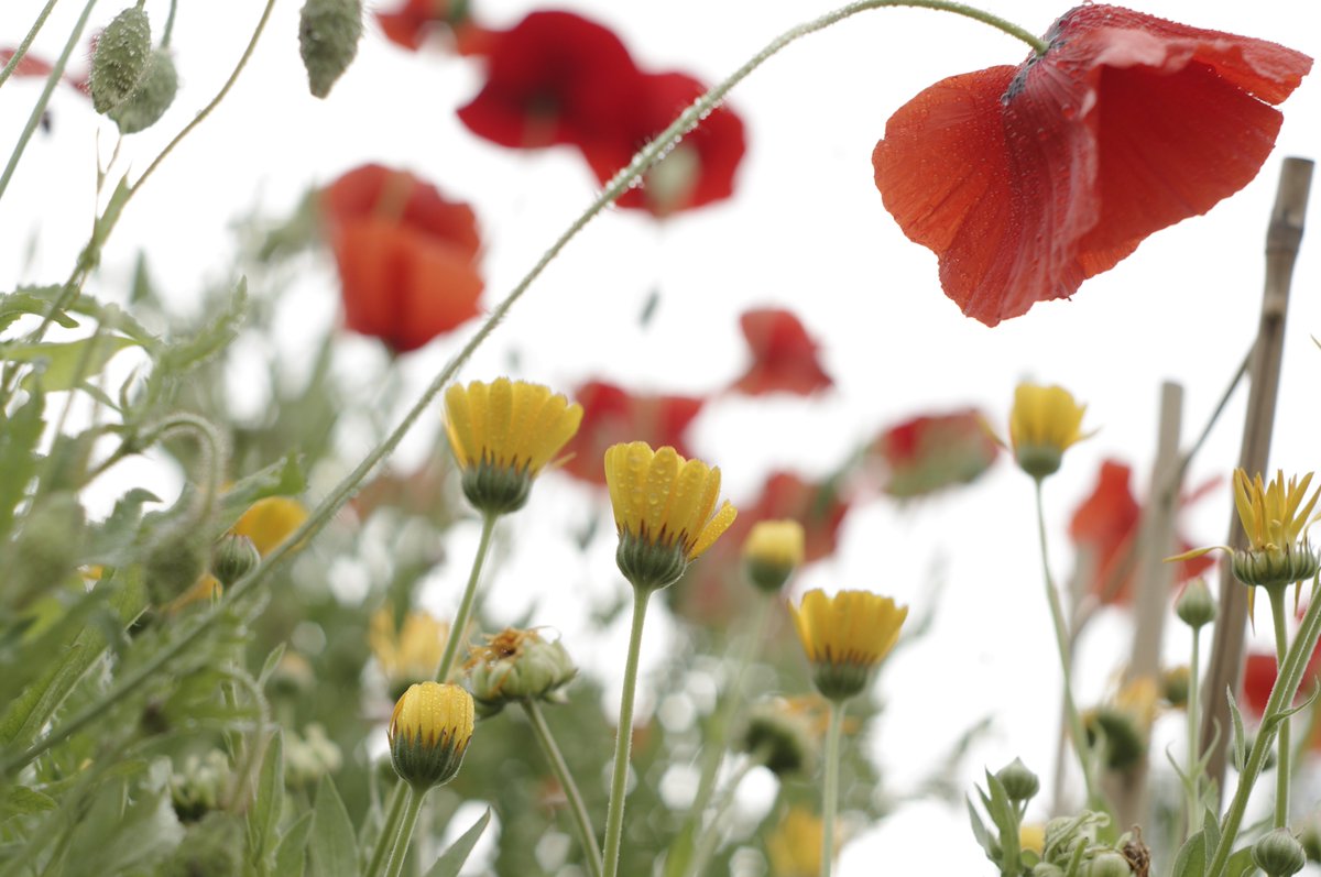 <a href="/jiuerlily/">Veronica</a> Hello "Qiuzi"/"秋子" Thank you for the BD lights/ Cakes and Roses...

Let me paint for you some photos ... A Garden of Cosmos flowers...

Thank you...
Haha.

<a href="/hmn56656/">🇨🇳🇪🇺中欧自由贸易科技交流促进会💫2025</a> <a href="/shahista210/">shahista210❤️✍️❤️🚕</a>