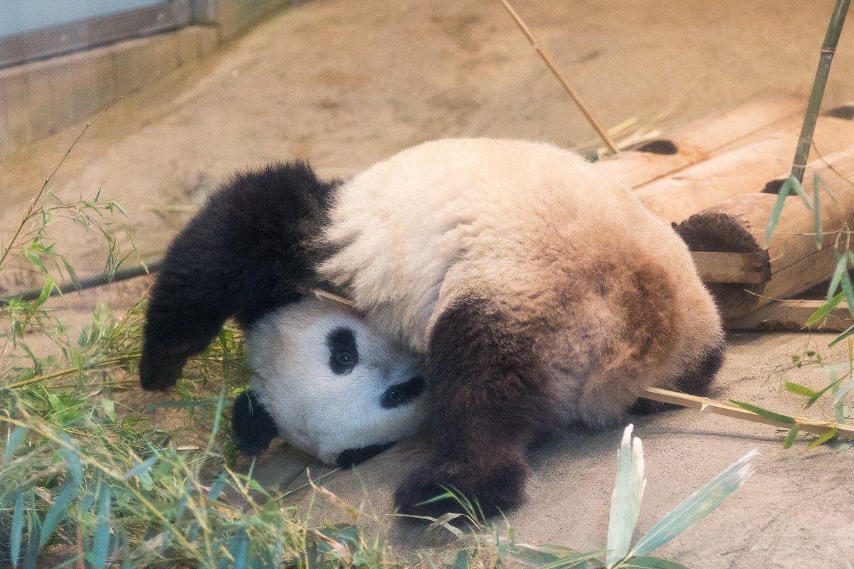 Copan 中村 おもしろパンダファミリーですね