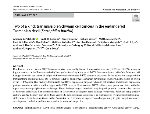 Amanda_Patchett's tweet photo. DFT2, a second transmissible cancer affecting #TasmanianDevils, arose from a Schwann cell - the same cell type as the original #DFTD. Read about it in our new article in #CellularAndMolecularLifeSciences @SpringerNature @SpringerCellBio https://t.co/x9OIhvYqnv https://t.co/mGXPjMZOiC