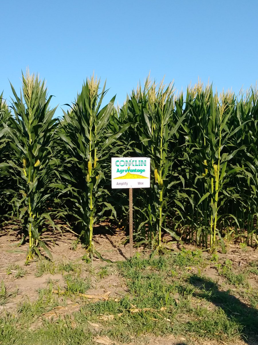 GrumkeFarms's tweet photo. Learning how to increase yields using Conklin AgroVantage products. #fieldday2019 #Conklin #AgroVantage https://t.co/lbMvYLW0N0