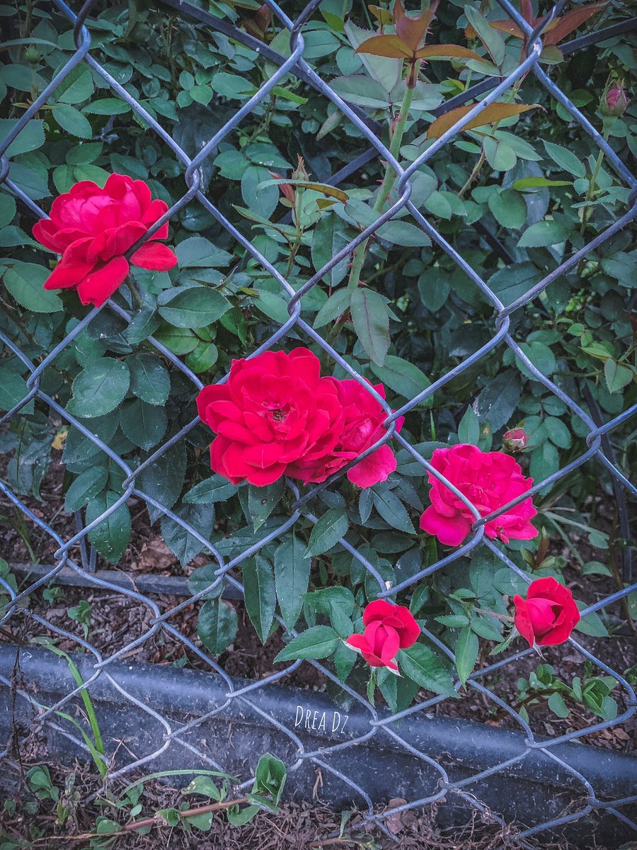 drea_dz's tweet photo. 🌹🌹🌹
#naturephotography #naturelovers #naturewalk #nature #warm #summer #summervibes #picoftheday #tuesday #evening #greenery #photooftheday #walk #sunnyday #hotday #flowers #flower_daily #flowerstagram #landscaping #sunsets #phonephotography #photography #forfun #inspiration https://t.co/ntBxMVQzcp