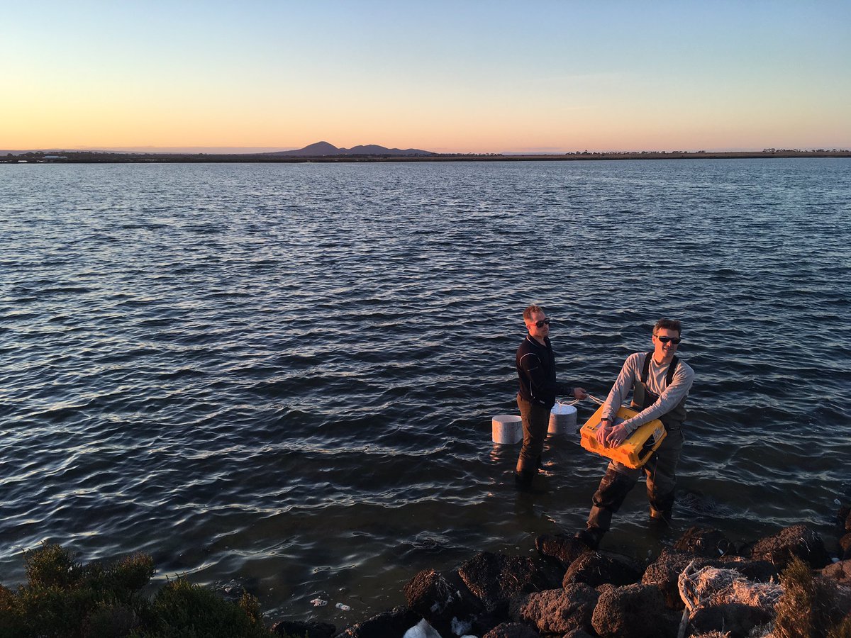 Callum127's tweet photo. Was an absolute pleasure helping out the @BlueCarbonLab team the last couple of days with the  #VicWetlandRehab project. Thanks @PeterMacreadie for the waders! #VolunteerWithBCL https://t.co/kHqxK0iQrP