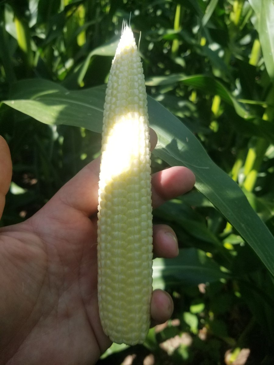 DKC 41-99 looking pretty good . <a href="/DKAS_Wisconsin/">DKAS Wisconsin</a>  #corn #grow19