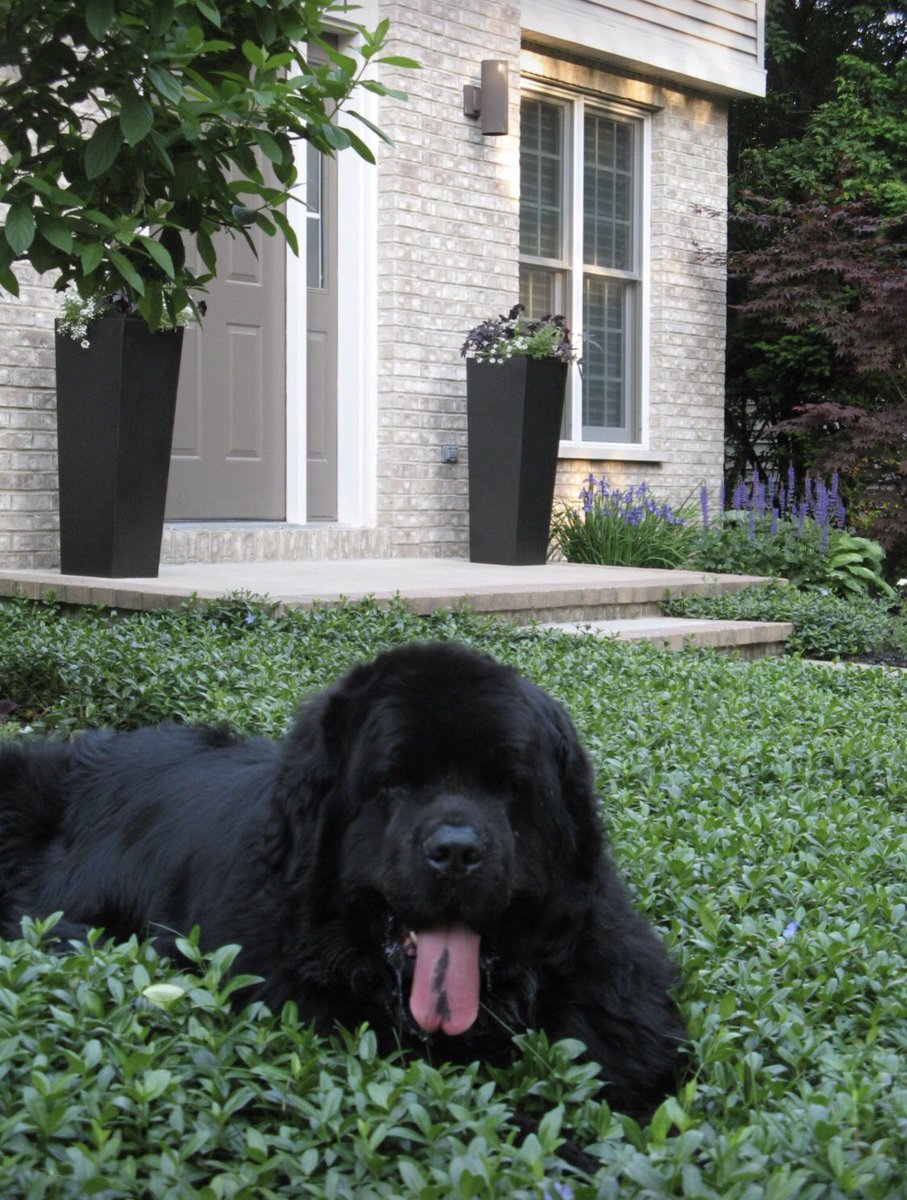 jboerman75's tweet photo. Happy #TongueOutTuesday Samson chillin’ in his front yard back in the day.  #droolrules @fanslovenewfoundland #Newfie #Newfies #newfiesrule #Newfoundland #Newfoundlands #newfoundlanddog  #newfoundlanddogs #NewfieLove https://t.co/tblHY4SVGK