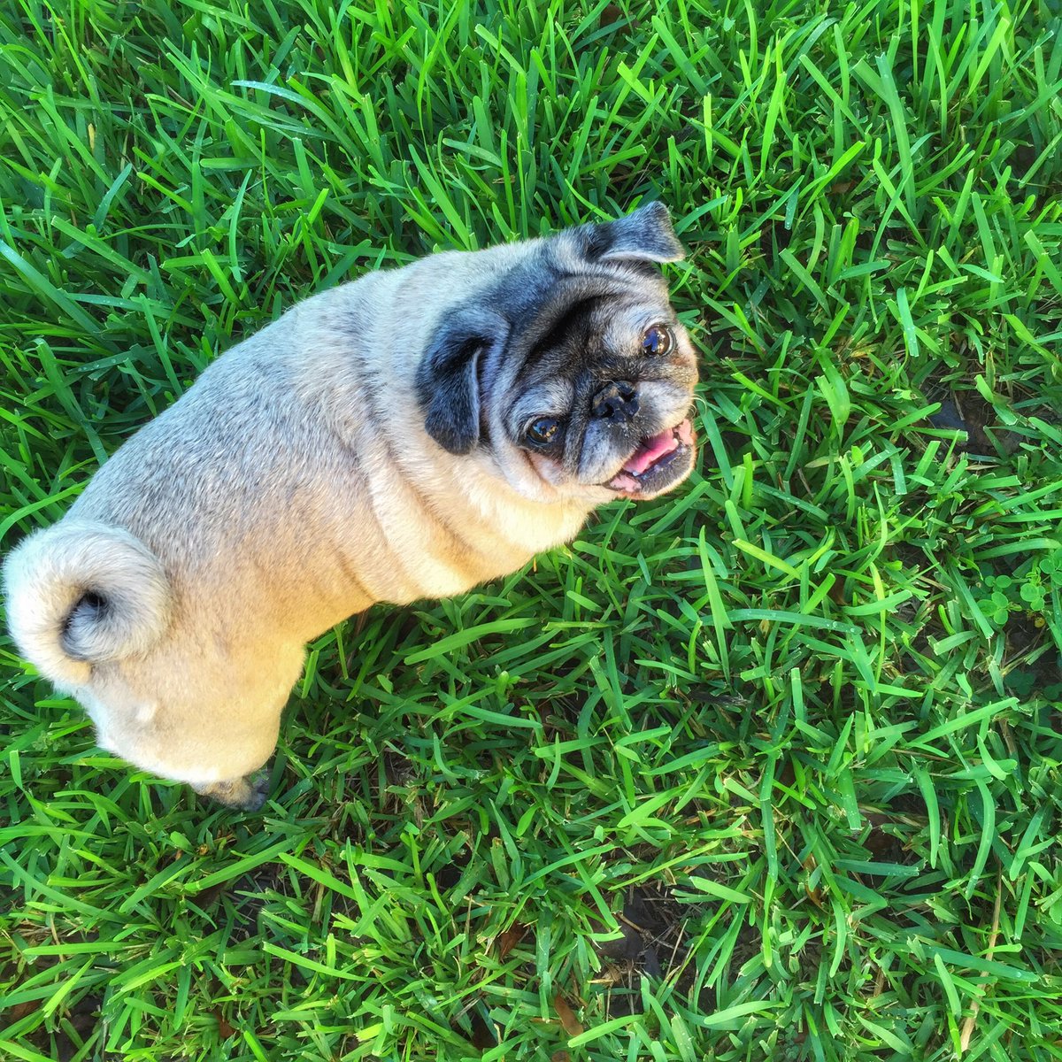 Ad_Girly's tweet photo. @ComedyCentral @Pringles You need a new ad agency. Meet our agency mascot, Zoe. https://t.co/BakA7GbKok