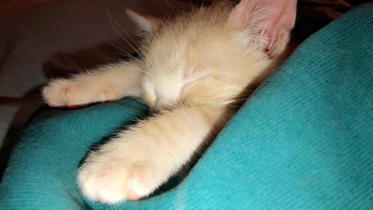 2aves2's tweet photo. 8.6.19 

the day i became a cat mom. my life has forever been changed. i already love this little guy so much. he’s forever my best friend. 💙🥺 https://t.co/4uQ9zQafUG