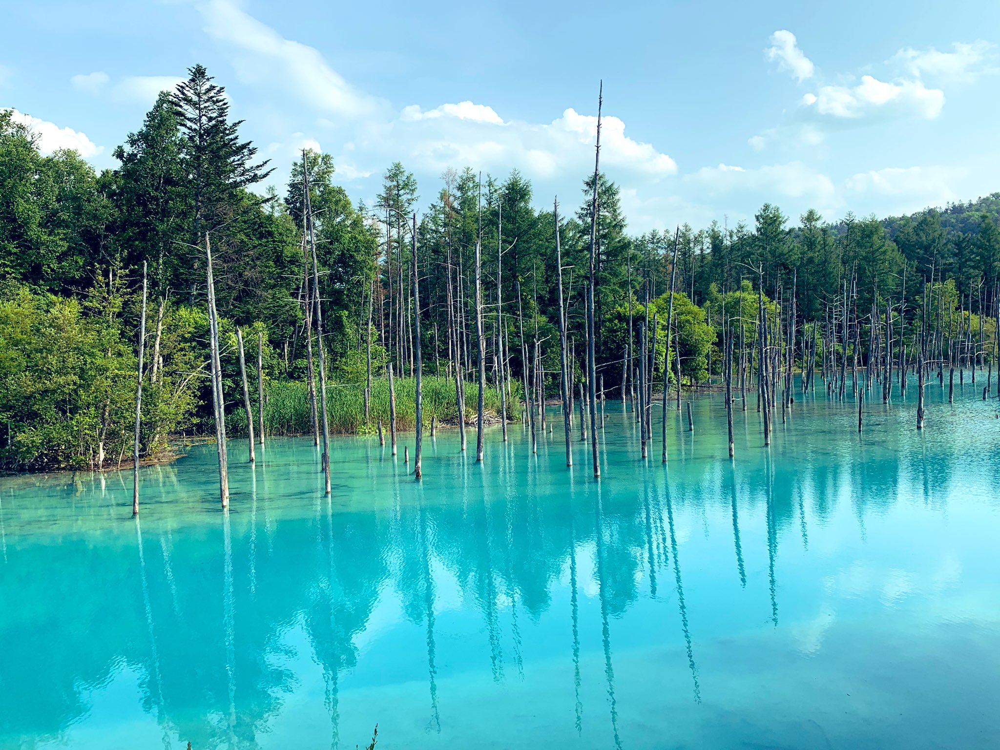 𝚁𝚒𝚌𝚘𝚙𝚒𝚗 この3日間で1番癒されたスポットです 青い池は本当に青かった 見たまんまの色なんです 晴れていたから水面のリフレクションも綺麗で感激しちゃいました 行けて良かったです このブルーに癒されて下さいね 実際は暑かったけど 𝚁𝚒𝚌𝚘𝚙𝚒𝚗 この3日間で1番癒されたスポットです 青い池は本当に青かった 見たまんまの色なんです 晴れていたから水面のリフレクションも綺麗で感激しちゃいました 行けて良かったです このブルーに癒されて下さいね 実際は暑かったけど