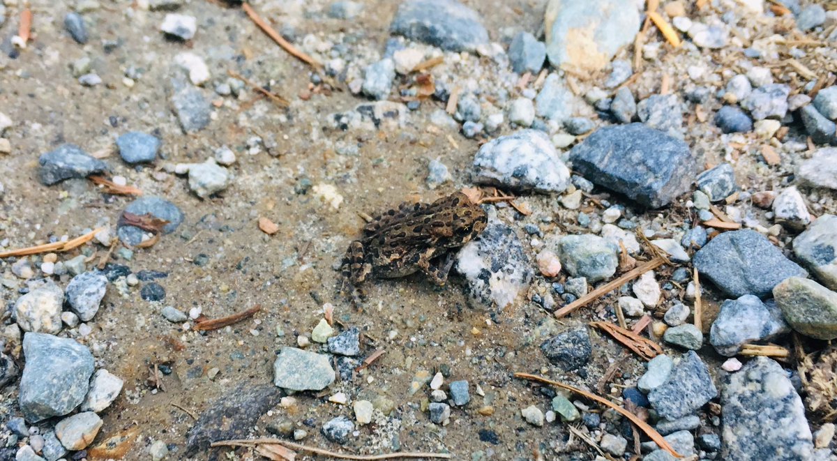 Dr_LangP's tweet photo. Fascinating evening @GoWhistler witnessing mass migration of @IUCNRedList #westerntoad &amp; learning how conservation volunteers are making a difference by leading practical actions to prevent further population decline 🐸 🇨🇦 #LostLake @Visit_Canada @Canada https://t.co/0KuyXlBGqX