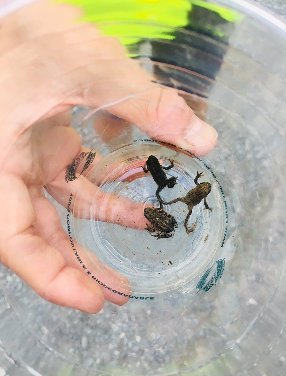 Dr_LangP's tweet photo. Fascinating evening @GoWhistler witnessing mass migration of @IUCNRedList #westerntoad &amp; learning how conservation volunteers are making a difference by leading practical actions to prevent further population decline 🐸 🇨🇦 #LostLake @Visit_Canada @Canada https://t.co/0KuyXlBGqX