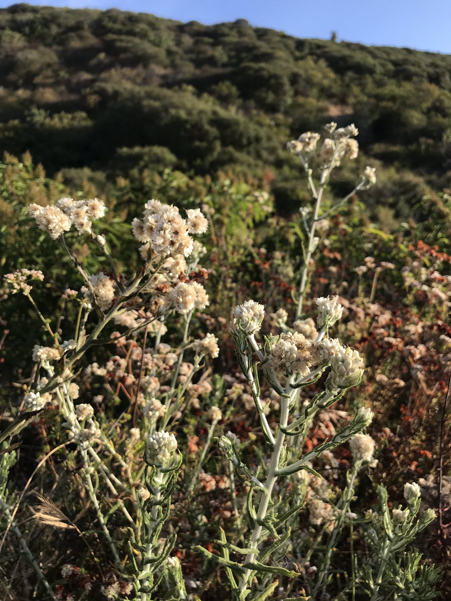方舟子on Twitter 山中花影 分叉穗花 Branching Phacelia 海岸金灌木 Coastal Golden Bush 双色叶永存花 Two Tone Everlasting 亚麻叶马草 Flax Leaved Horseweed 前三种是加州原产植物 最后一种可能原产中美洲或南美洲 T Co 6oc0bceubf 方舟子on Twitter 山中花影 分叉穗花 Branching Phacelia 海岸金灌木 Coastal Golden Bush 双色叶永存花 Two Tone Everlasting 亚麻叶马草 Flax Leaved Horseweed 前三种是加州原产植物 最后一种可能原产中美洲或南美洲 T Co 6oc0bceubf