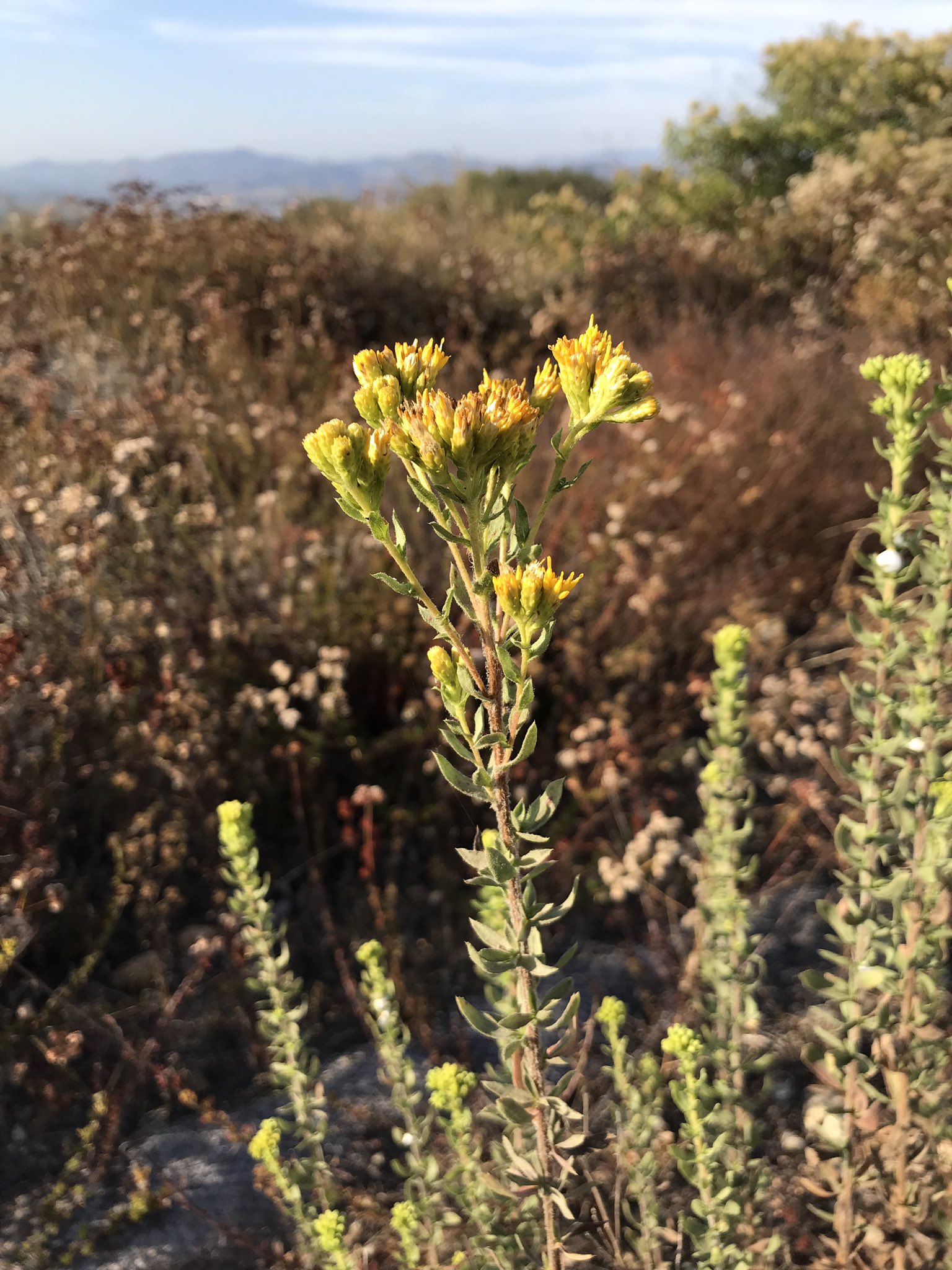 方舟子on Twitter 山中花影 分叉穗花 Branching Phacelia 海岸金灌木 Coastal Golden Bush 双色叶永存花 Two Tone Everlasting 亚麻叶马草 Flax Leaved Horseweed 前三种是加州原产植物 最后一种可能原产中美洲或南美洲 T Co 6oc0bceubf 方舟子on Twitter 山中花影 分叉穗花 Branching Phacelia 海岸金灌木 Coastal Golden Bush 双色叶永存花 Two Tone Everlasting 亚麻叶马草 Flax Leaved Horseweed 前三种是加州原产植物 最后一种可能原产中美洲或南美洲 T Co 6oc0bceubf