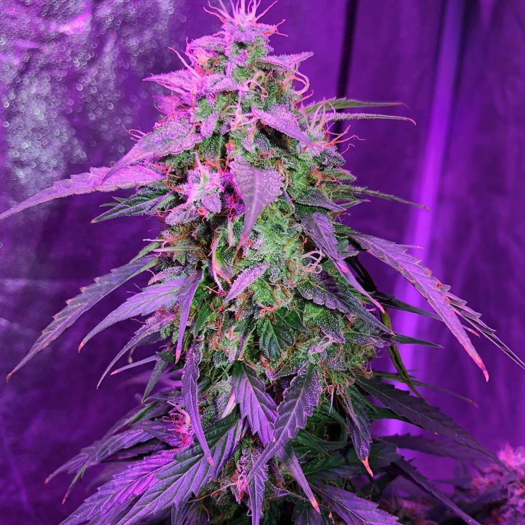 BlackDogLED's tweet photo. Sharing a few nice pics courtesy of @dcgrowgram . Digging all the cool shots of plants under the PhtyoMAX-2.  Keep up the nice work!   https://t.co/4tEn40zSf0
________________________________________
#blackdogled #phytomax #phytomax2 #phytogenesis #ledgrowlighting #indoorgrow https://t.co/RSYMha3abd
