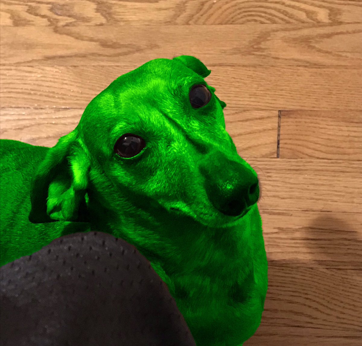 patrickoutsold's tweet photo. isnโt my area 51 dog so cute? ๐๐คชโ๏ธ๐ฅฐ#area51 #NarutoRun #area51alien #area51dog #LadyGaga #Clarity #StreamClarity #demodogs #KimPetras #killthehaters https://t.co/NmwHfcbrQo