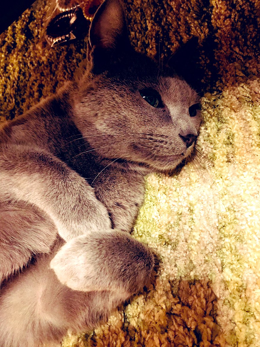 高山 留歌 長にゃん君が床に伸びているときは まず大体 前の手をクロスさせている 多分これは彼のくせのようなものなんだと思うけど 小さな頃からずっとそうだったから なんなら 前足だけに留まらず ご覧のように後ろ足もクロスさせている