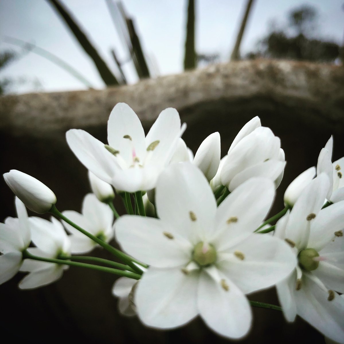 🌺 Some flowers just won’t be told it’s winter. I love that.

#bloomanyway #nevergiveup #dancetoyourownbeat #winterdoesntlastforever #beautyeverywhere #poetry #earthchild #lovemygarden #springiscoming #singersongwriter #sadcore #indierock #indiefolk #altrock #fyerfly #blues #soul