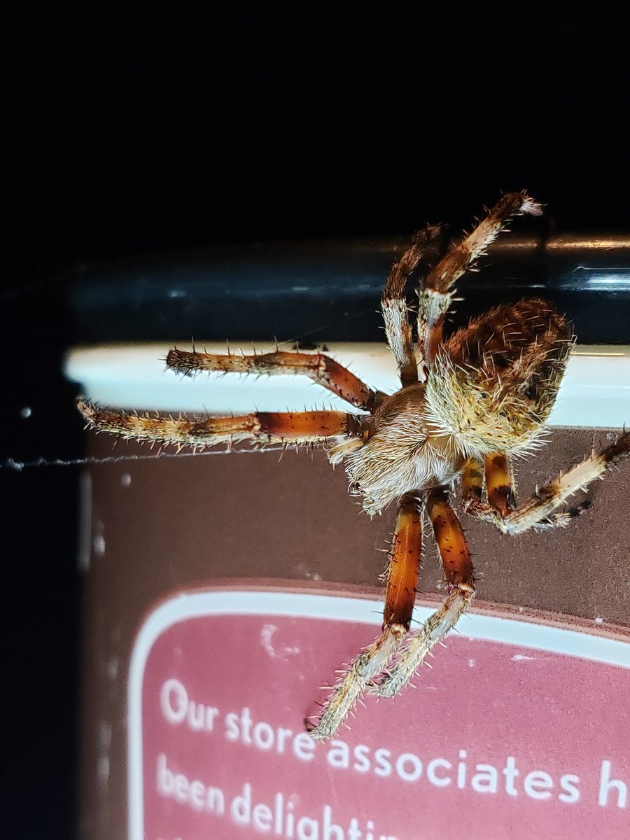 SexyUncleDave's tweet image. #BugChasing #Dunkin