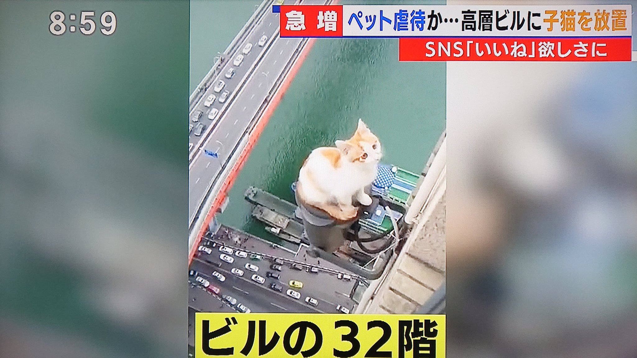 Take7700 この子猫はもうこの世にはいません ペット虐待はやめて下さい ペット 虐待 いいね依存症 承認欲求 T Co Wcxshi2b1c Twitter