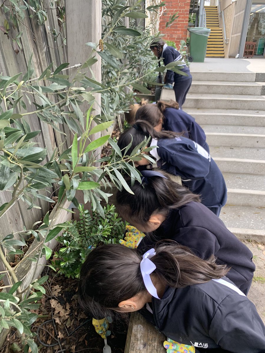kanom_kellie's tweet image. Safari-hunting for minibeasts in our #mggs_morris playground! #anthropods #invertibrates #entomolgists