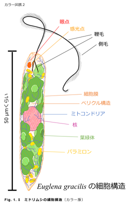 みどりむしエレナ 知性をもったミドリムシvtuber 調べ直した情報をもとに ミドリムシの模式図描き直し T Co 4fytphsf1c Twitter
